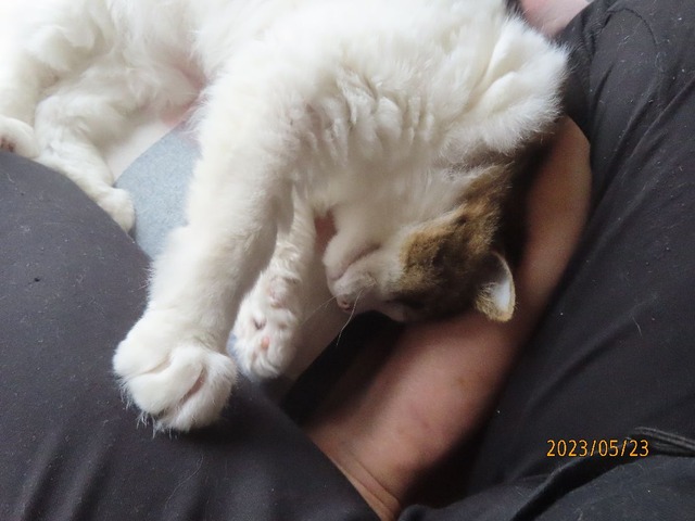 ブラッシング③