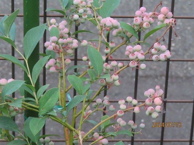 ブライトウェル