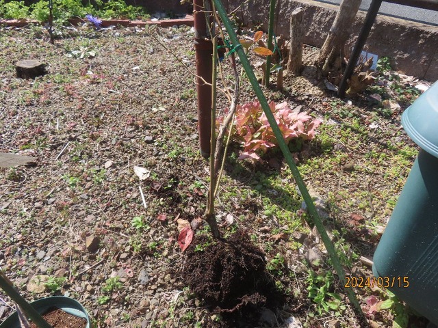 シャープブルー生き残り