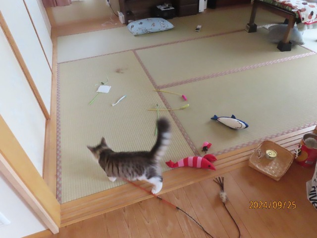 おもちゃだらけ