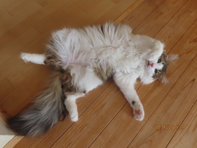 ぱっかん