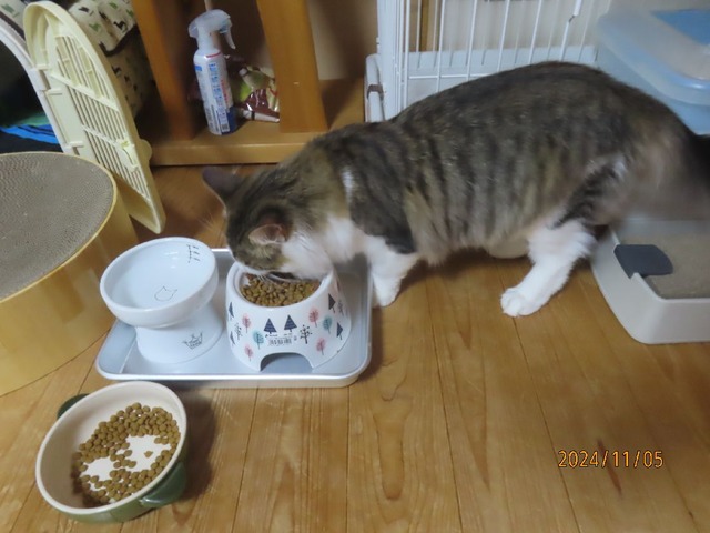 晩ゴハン①