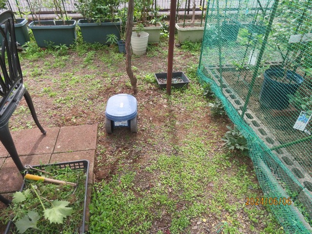 ネット周り草引き