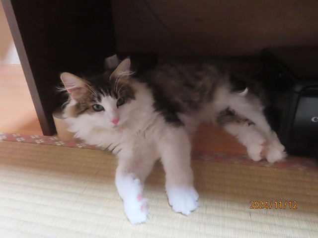 おやすみ前布団