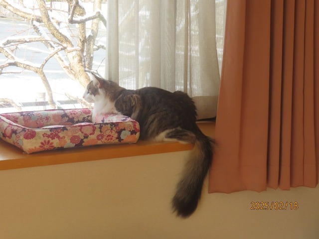 朝の出窓