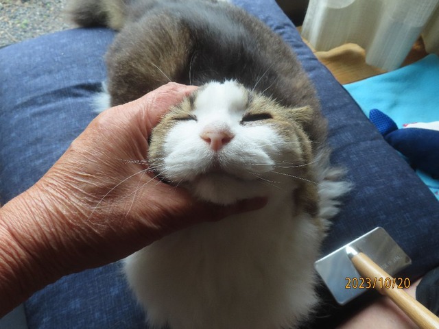 ブラッシング①むぎゅ