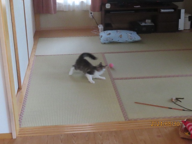 朝遊び③
