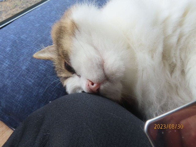 ブラッシング④