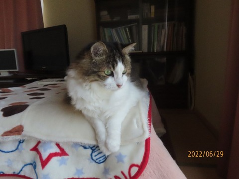 ふう「今日も暑くなるね」