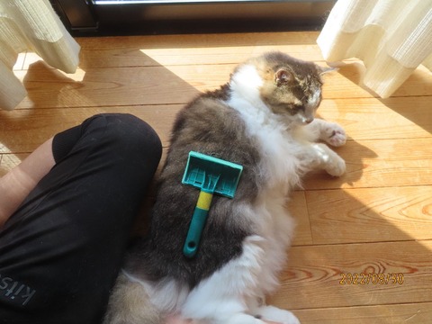 ブラッシング①