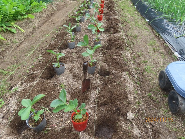 植え付け②穴に水