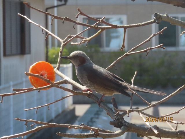ヒヨドリミカン