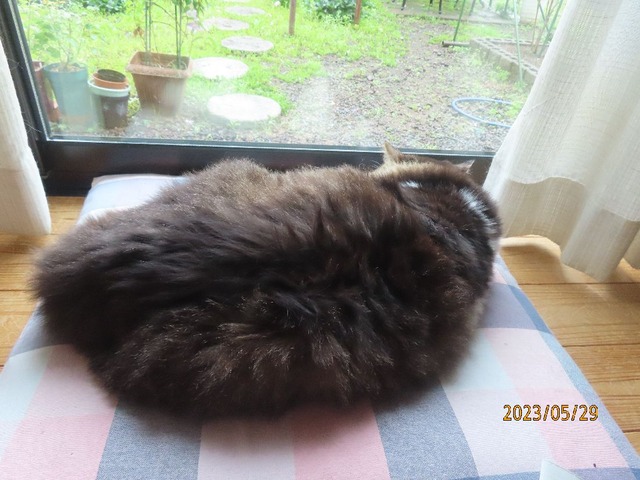ふう「ふう・・・」