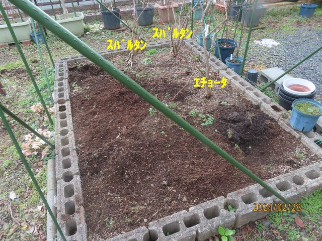 三株残した