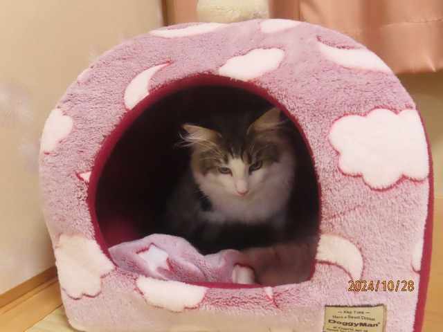 ポンポンベッド