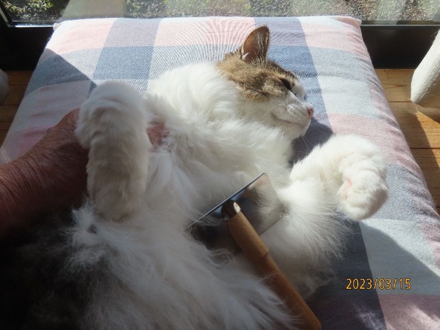 ブラッシング②