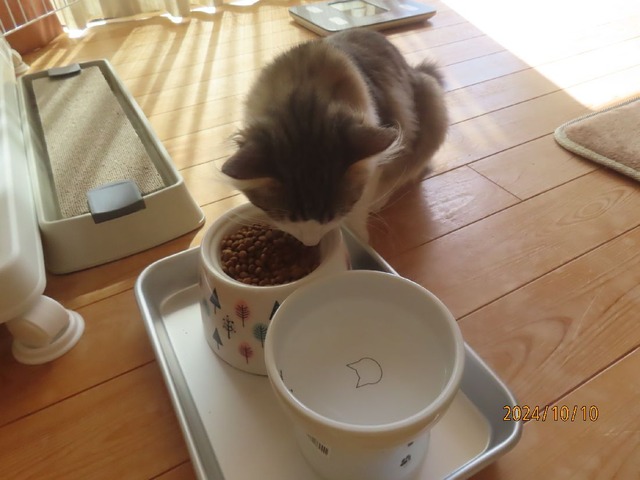 お昼ゴハン