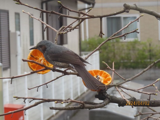 ヒヨドリ夕食