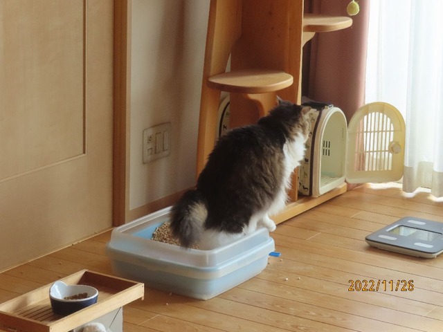 うんち②
