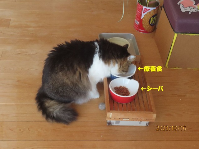 八時朝ごはん