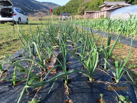 苦しいタマネギ