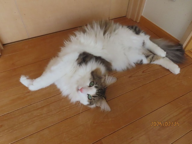 床ころりん②