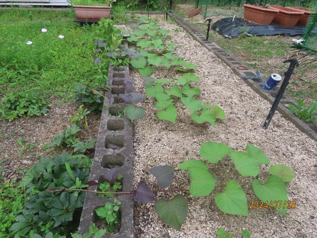 サツマイモ細い