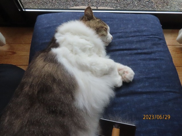 ブラッシング③