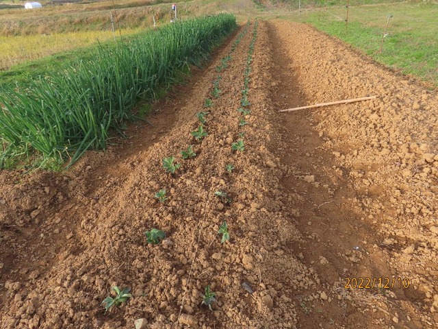 イトコソラマメ