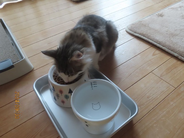 朝ゴハン
