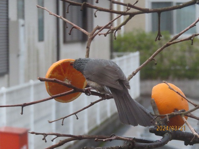 五時ヒヨドリ②