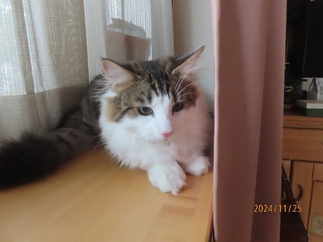 出窓でほっこり
