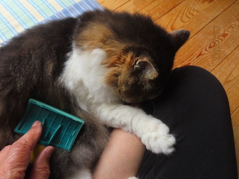 おしまいですよ