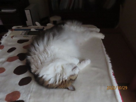七時コタツベッド