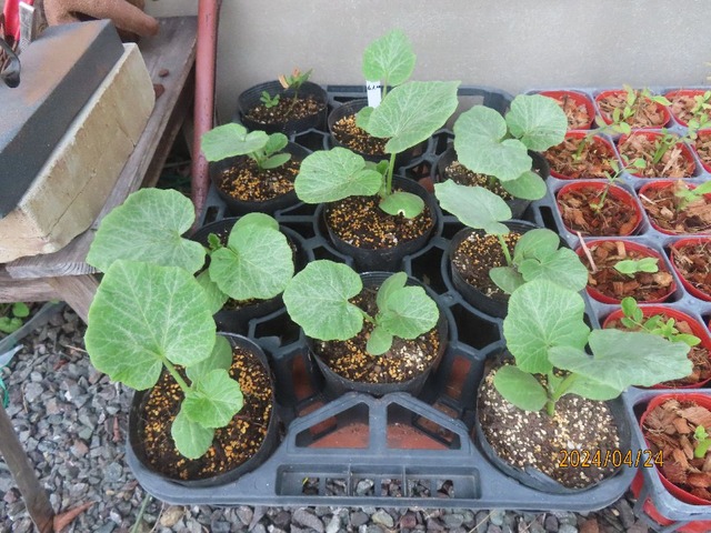 坊ちゃんカボチャ