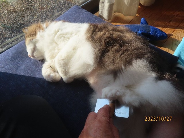 ブラッシング③