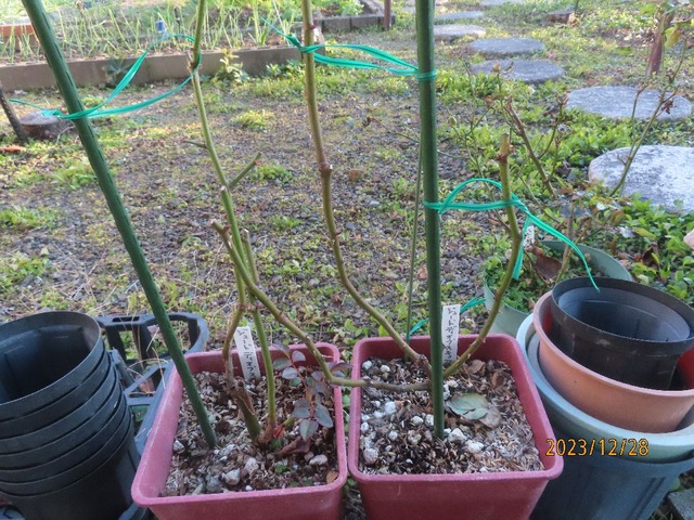 ジュード挿し木苗