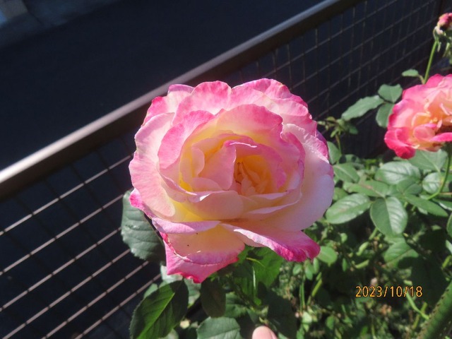 ダブルデライト