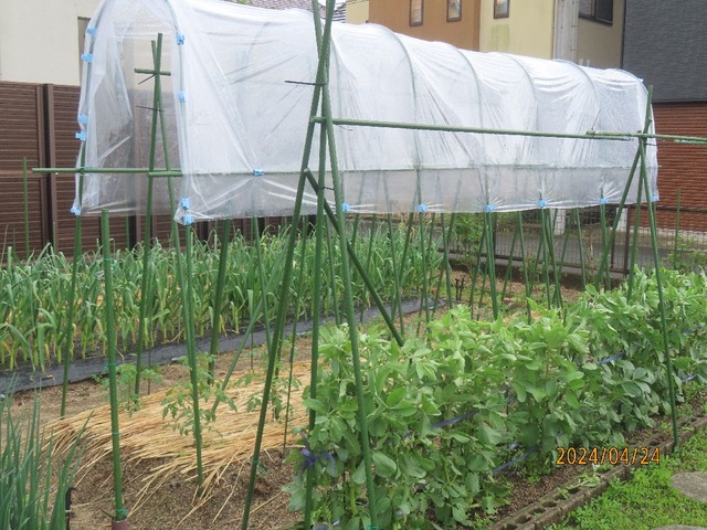 雨除けトンネル