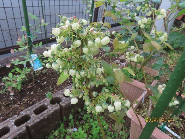 スパルタン花いっぱい