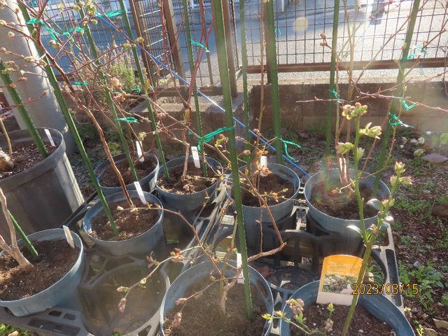 ブルーベリー七鉢