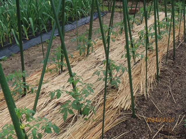 中央は濡れてない