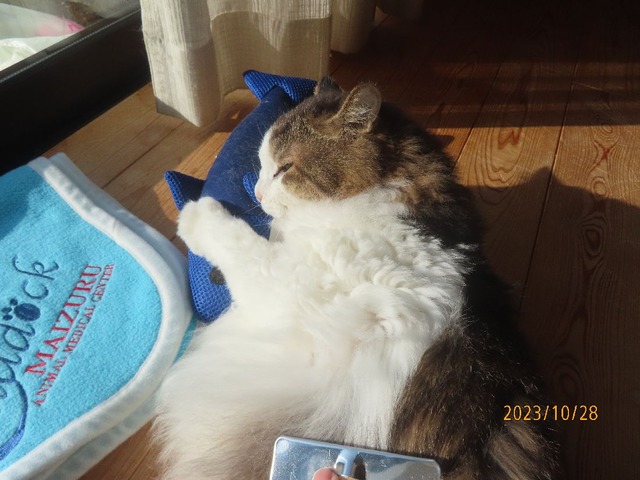 ブラッシング①