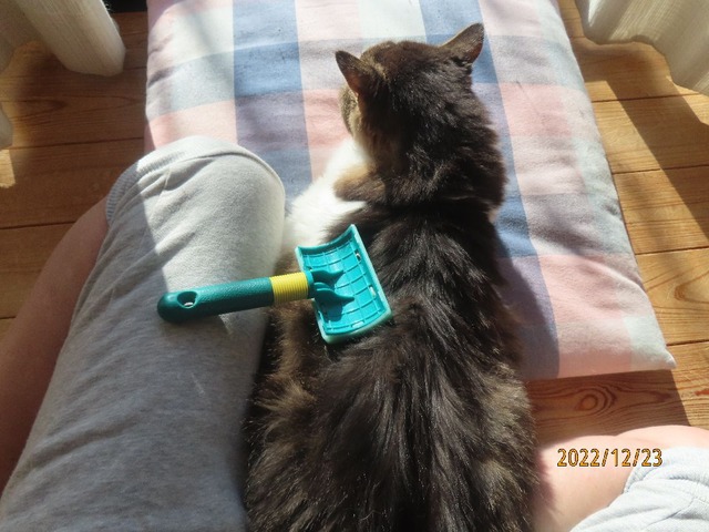 ブラッシング①