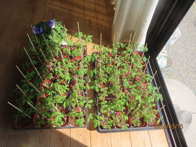 陽が高くなった