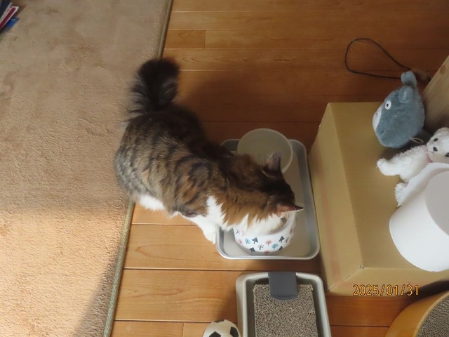 昼ゴハン