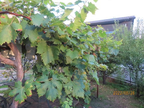 ブドウ茂りすぎ