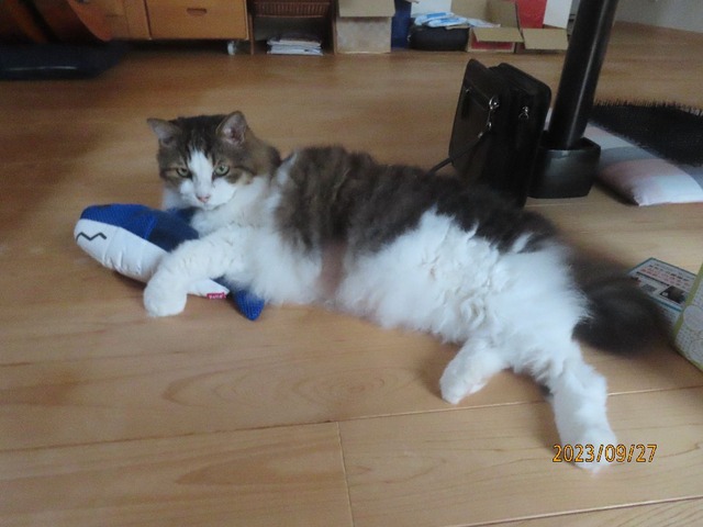 四時過ぎケリグルミ