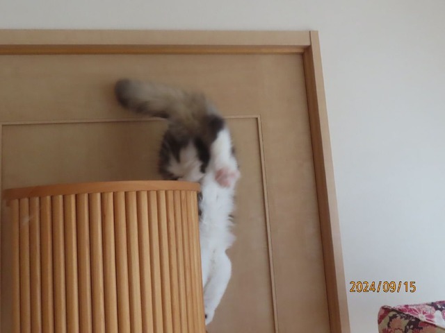 踏み外して落下