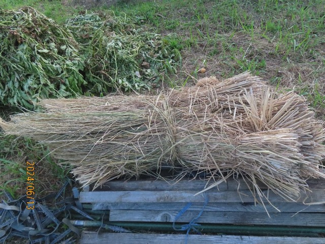 フミさんから敷き藁